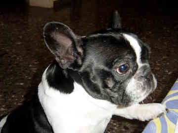 French Bulldog yavrusu 2