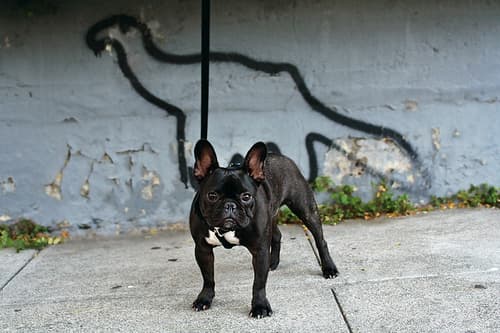 French Bulldog yavrusu 2