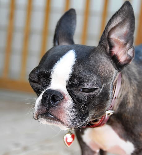 French Bulldog yavrusu 3