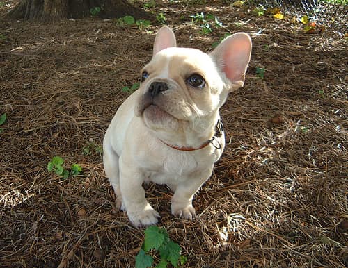 French Bulldog yavrusu 2