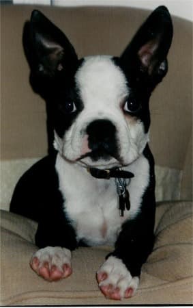 French Bulldog yavrusu 2