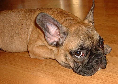 French Bulldog yavrusu 3