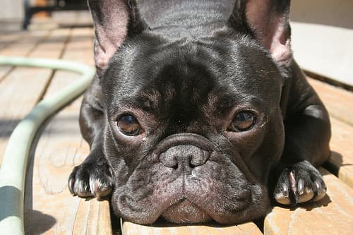French Bulldog yavrusu 3