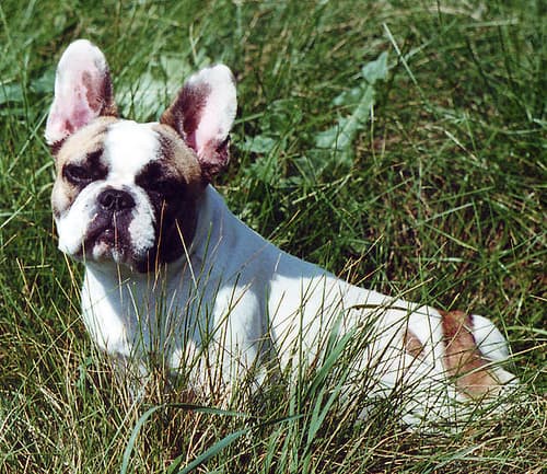 French Bulldog yavrusu 2