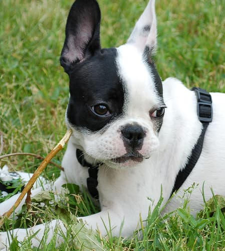 French Bulldog yavrusu 3