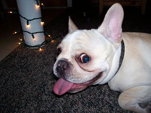 French Bulldog yavrusu 2