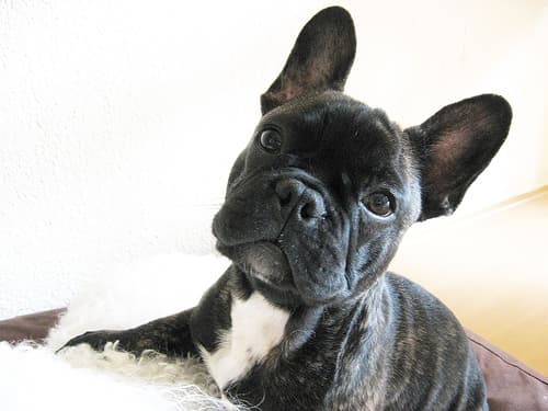 French Bulldog yavrusu 3