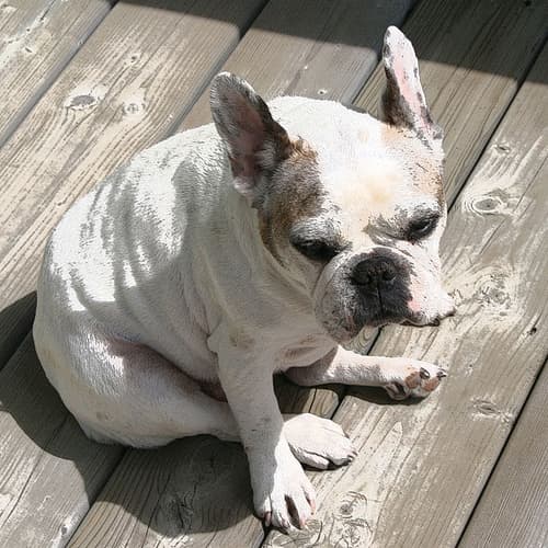 French Bulldog yavrusu 3