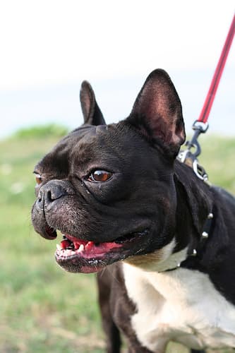 French Bulldog yavrusu 3