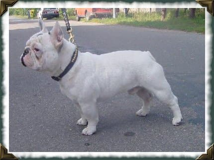 French Bulldog yavrusu 3