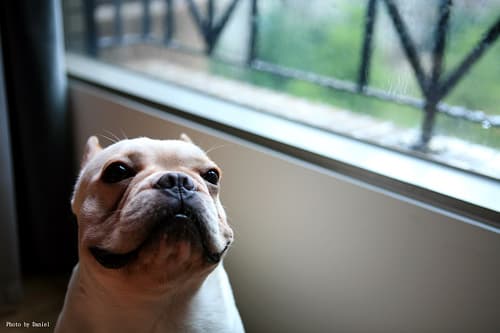 French Bulldog yavrusu 3