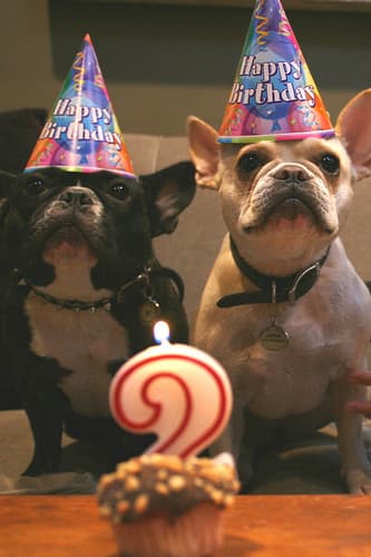 French Bulldog yavrusu 3