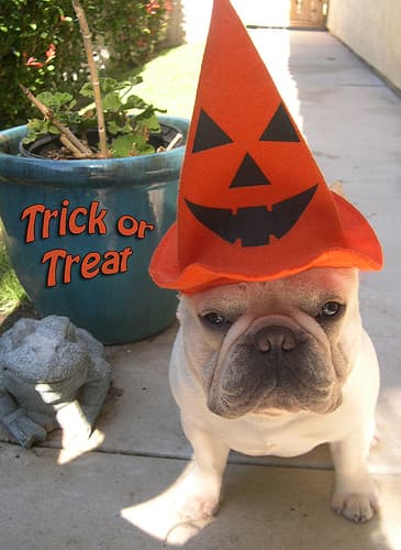 French Bulldog yavrusu 2