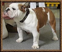 French Bulldog yavrusu 2