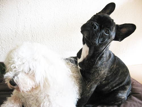 French Bulldog yavrusu 3