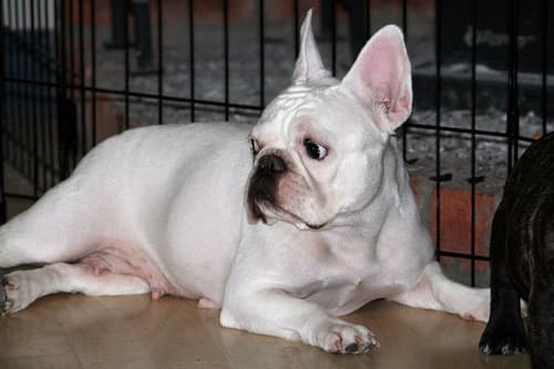 French Bulldog yavrusu 2