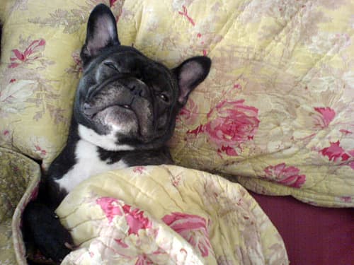 French Bulldog yavrusu 3