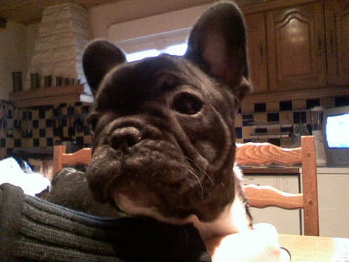 French Bulldog yavrusu 3