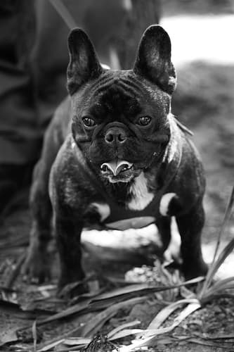 French Bulldog yavrusu 3