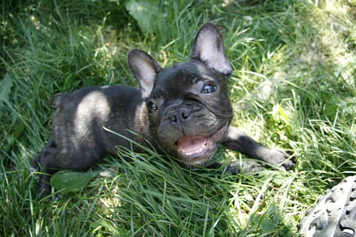 French Bulldog yavrusu 2