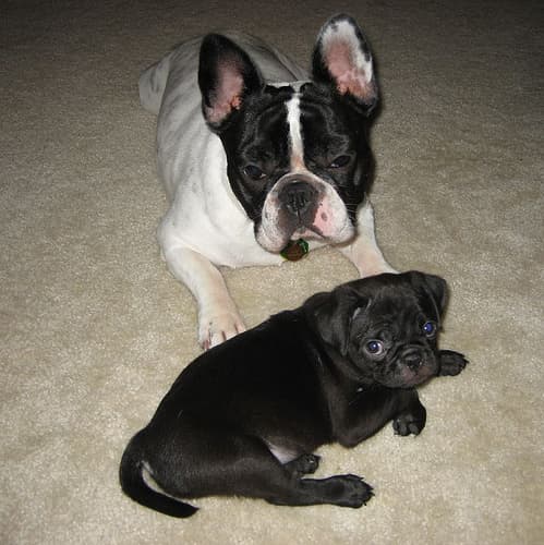 French Bulldog yavrusu 3