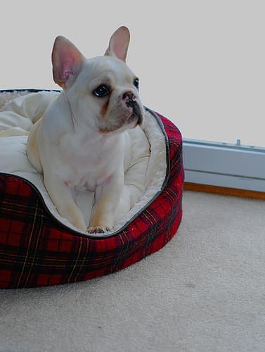 French Bulldog yavrusu 3