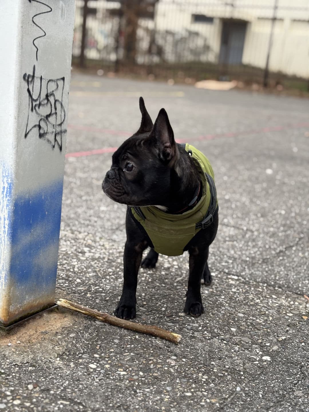 French Bulldog yavrusu 2