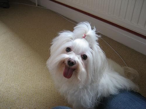 Maltese Terrier yavrusu 1