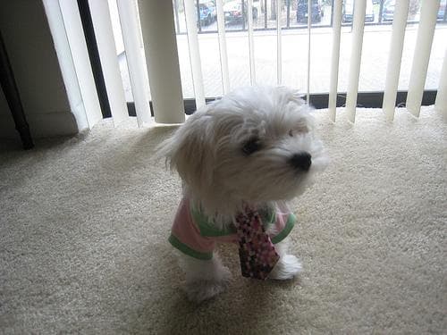 Maltipoo yavrusu 3