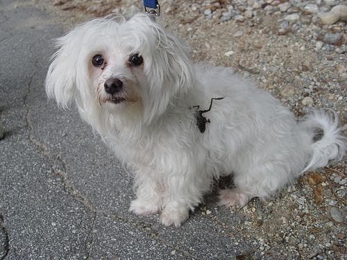 Maltese Terrier yavrusu 2