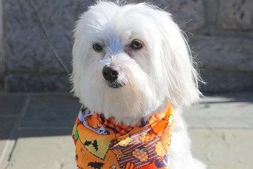 Maltipoo yavrusu 2