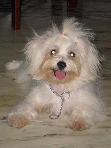 Maltese Terrier yavrusu 2