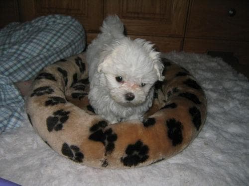 Maltese Terrier yavrusu 2