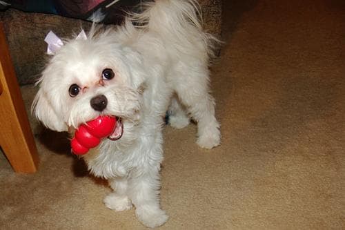 Morkie yavrusu 1