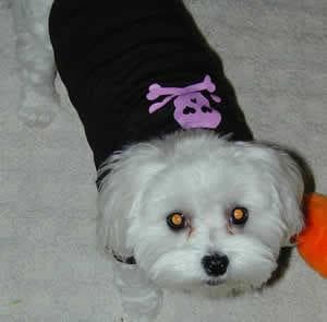 Maltipoo yavrusu 2