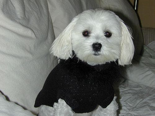 Morkie yavrusu 2