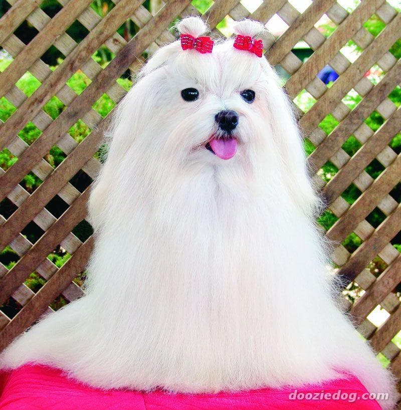 Maltipoo yavrusu 3