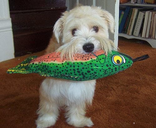 Maltese Terrier yavrusu 2