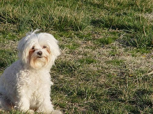 Morkie yavrusu 3