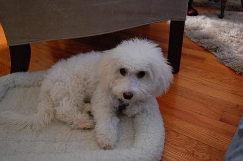 Maltipoo yavrusu 2