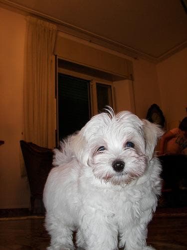 Maltipoo yavrusu 3