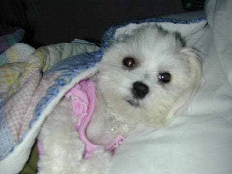Maltipoo yavrusu 3