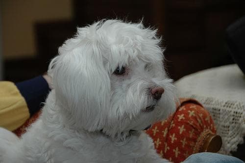 Maltipoo yavrusu 3