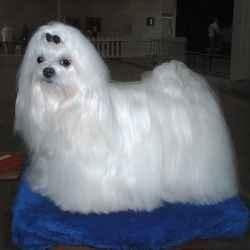 Maltese Terrier yavrusu 2