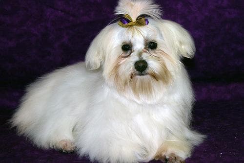 Maltipoo yavrusu 2