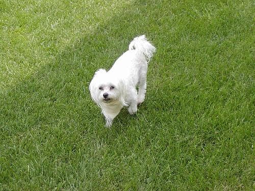 Maltese Terrier yavrusu 3