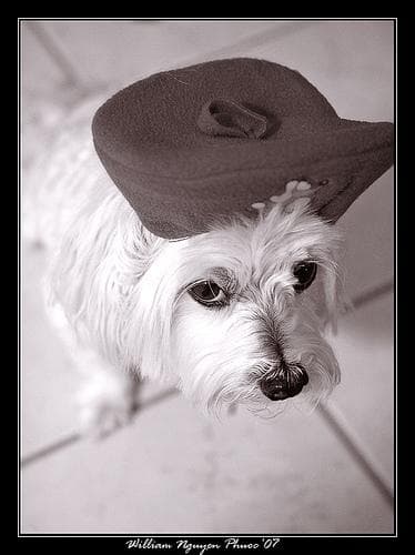 Maltese Terrier yavrusu 2