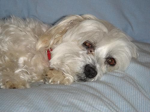 Maltipoo yavrusu 2