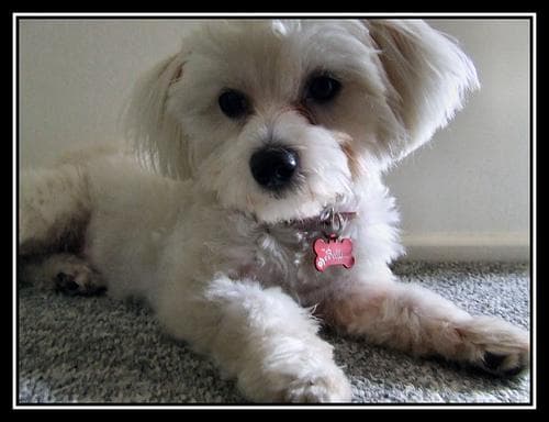 Maltese Terrier yavrusu 3