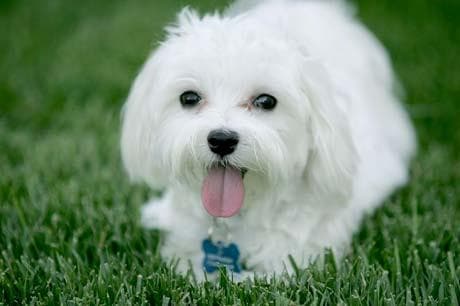 Maltese Terrier yavrusu 2